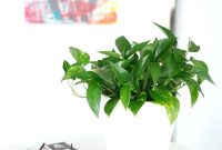 Long-Lasting Indoor Plants That Elevate Your Space
