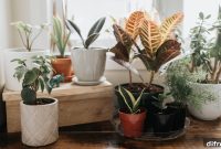 8 Low-Maintenance Houseplants for First-Time Plant Parents