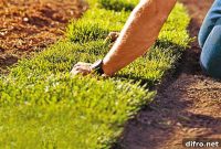 Sod vs Seed: Which Is Right for Your Lawn?