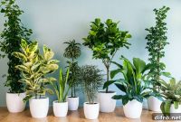 7 Air-Purifying Houseplants That Boost Indoor Air Quality