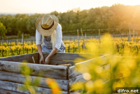 40 Affordable DIY Raised Garden Bed Ideas for Above-Ground Areas