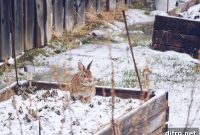 How to Winterize Your Garden in 8 Steps