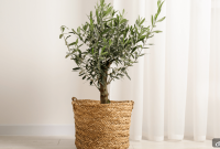 How to Grow Olive Trees Indoors: Essential Care Guide