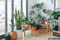 Houseplants Interior Stylists Swear By for Home Decor