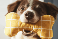 Discover IKEA’s New Pet Collection: Stylish Beds and Accessories
