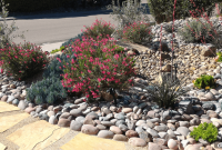 Transform Your Front Yard into a Desert Oasis with Xeriscaping