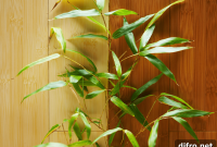 Bamboo Flooring Pros and Cons: Is It Right for Your Home?