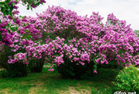 Fast-Growing Shrubs to Transform Your Garden