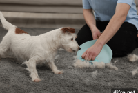 7 Proven Ways to Remove Pet Hair from Furniture and Carpets
