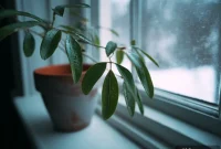 Is Your Winter Houseplant Damaging Indoor Air Quality?