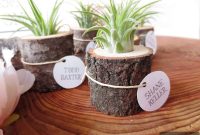 More Air Plant Display Ideas: Stylish, Functional Arrangements