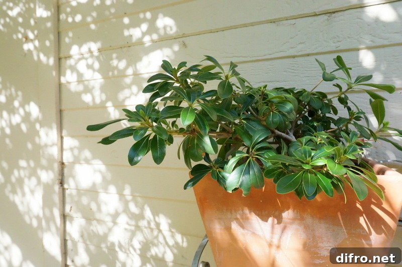 Regular watering is important during the hot summer months