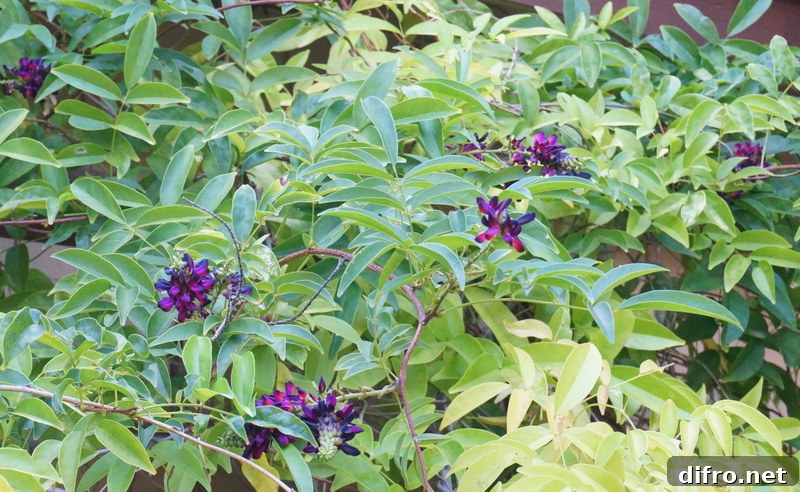 Vine blossoms in shades of violet