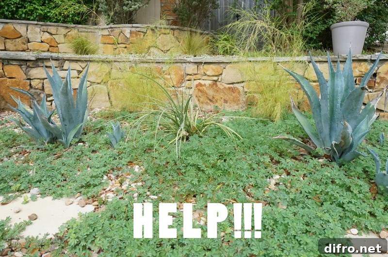 A garden overgrown with weeds