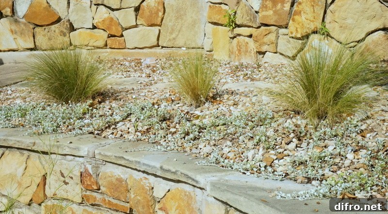 Silver falls dichondra and Mexican feather grass