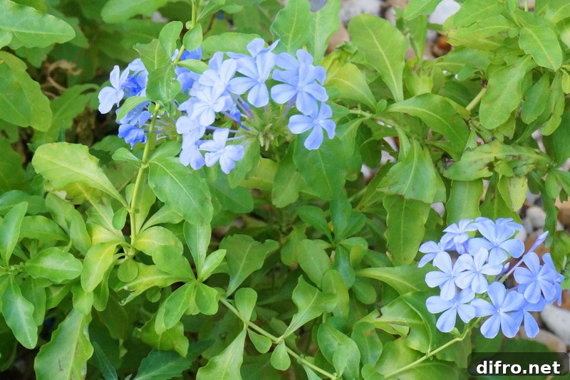New blooms on a plumbago still recovering from winter's frost