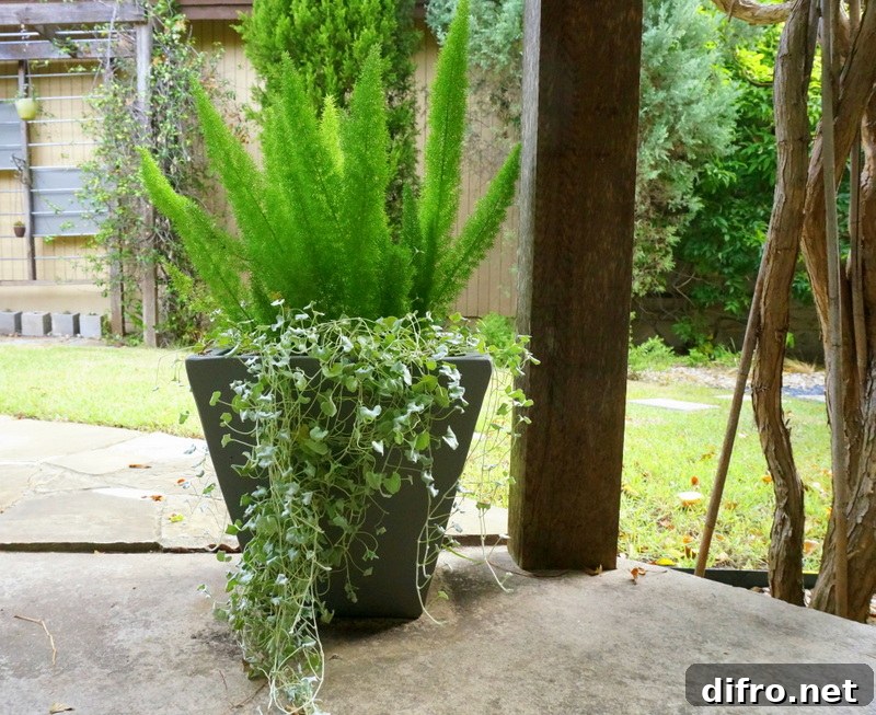 Cascading silver falls dichondra and foxtail fern