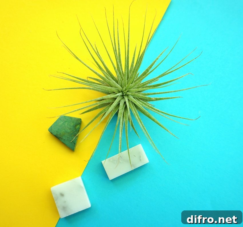 Air plant and marble tiles