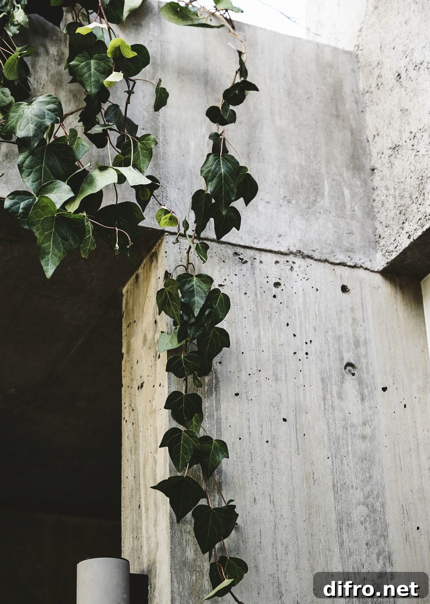 Hanging plants beside concrete walls