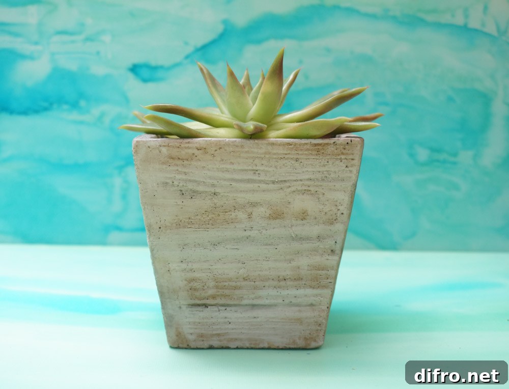 Potted succulent adding summer freshness