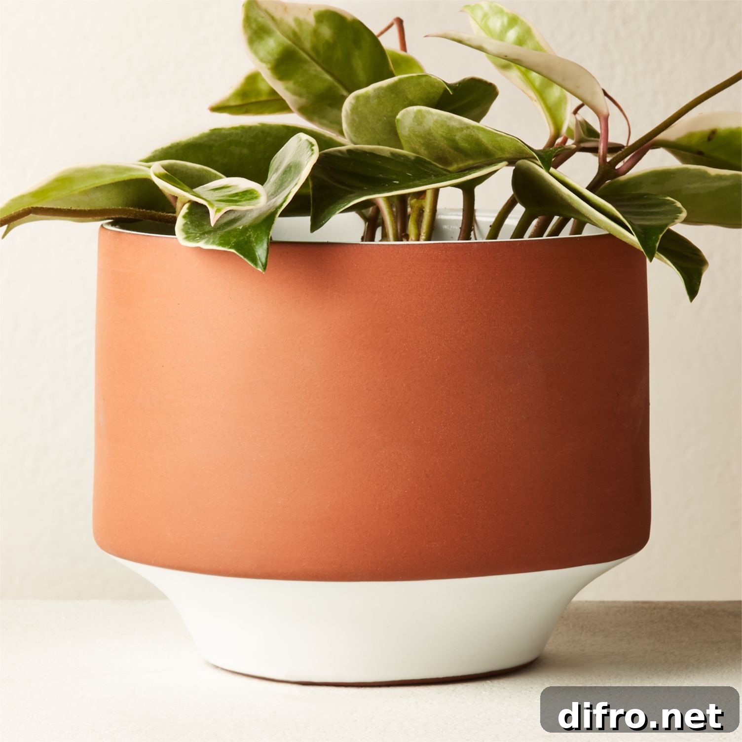 Terracotta planter with white detailing, ideal for succulents