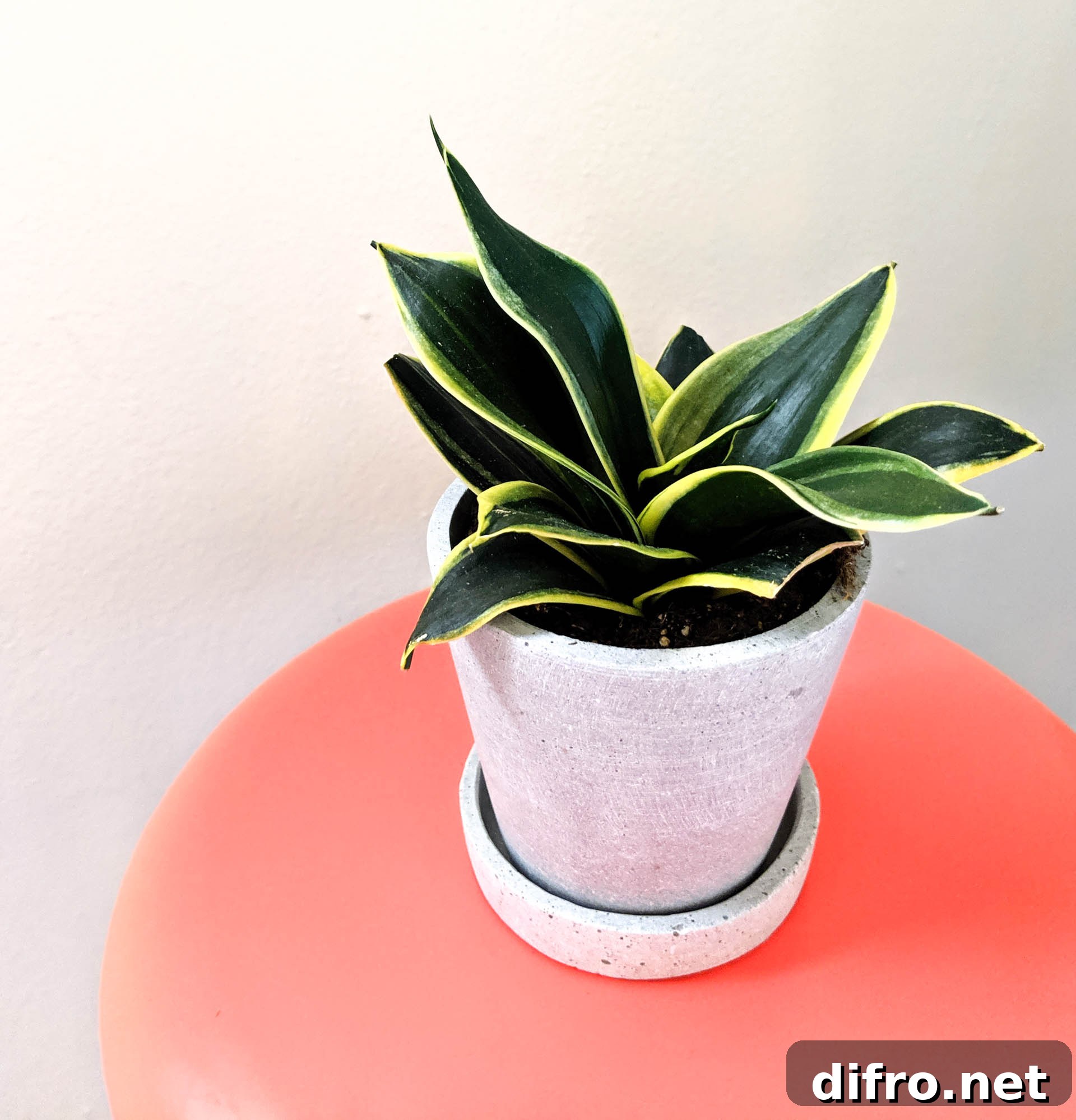 Concrete planter on a colorful table beside a rattan chair