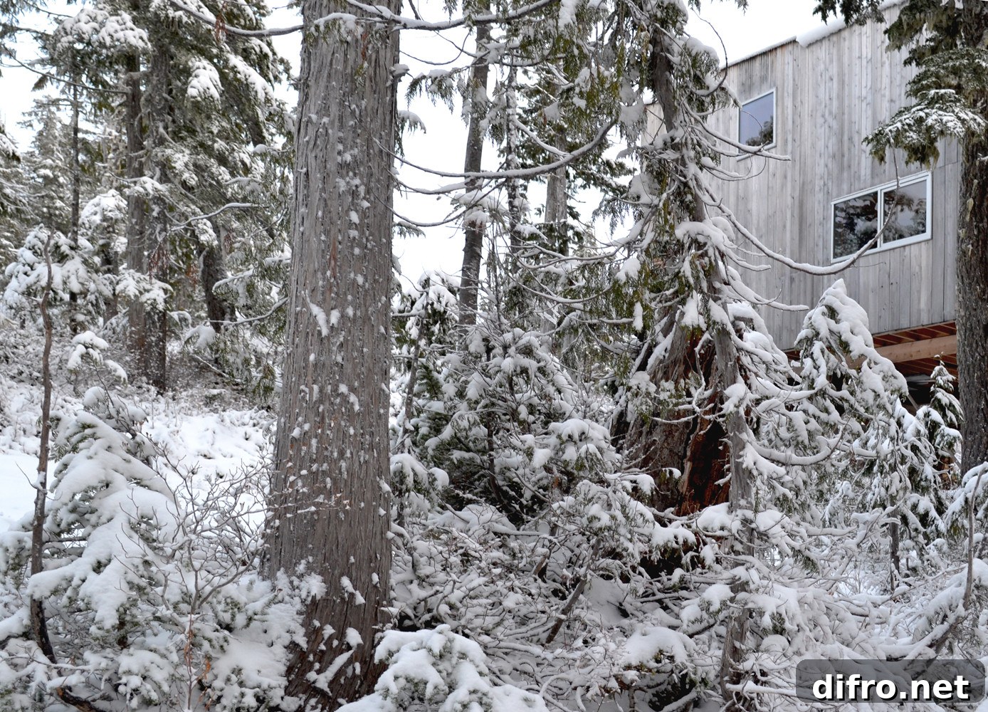 Powder snow around the cabin creating ideal ski slopes