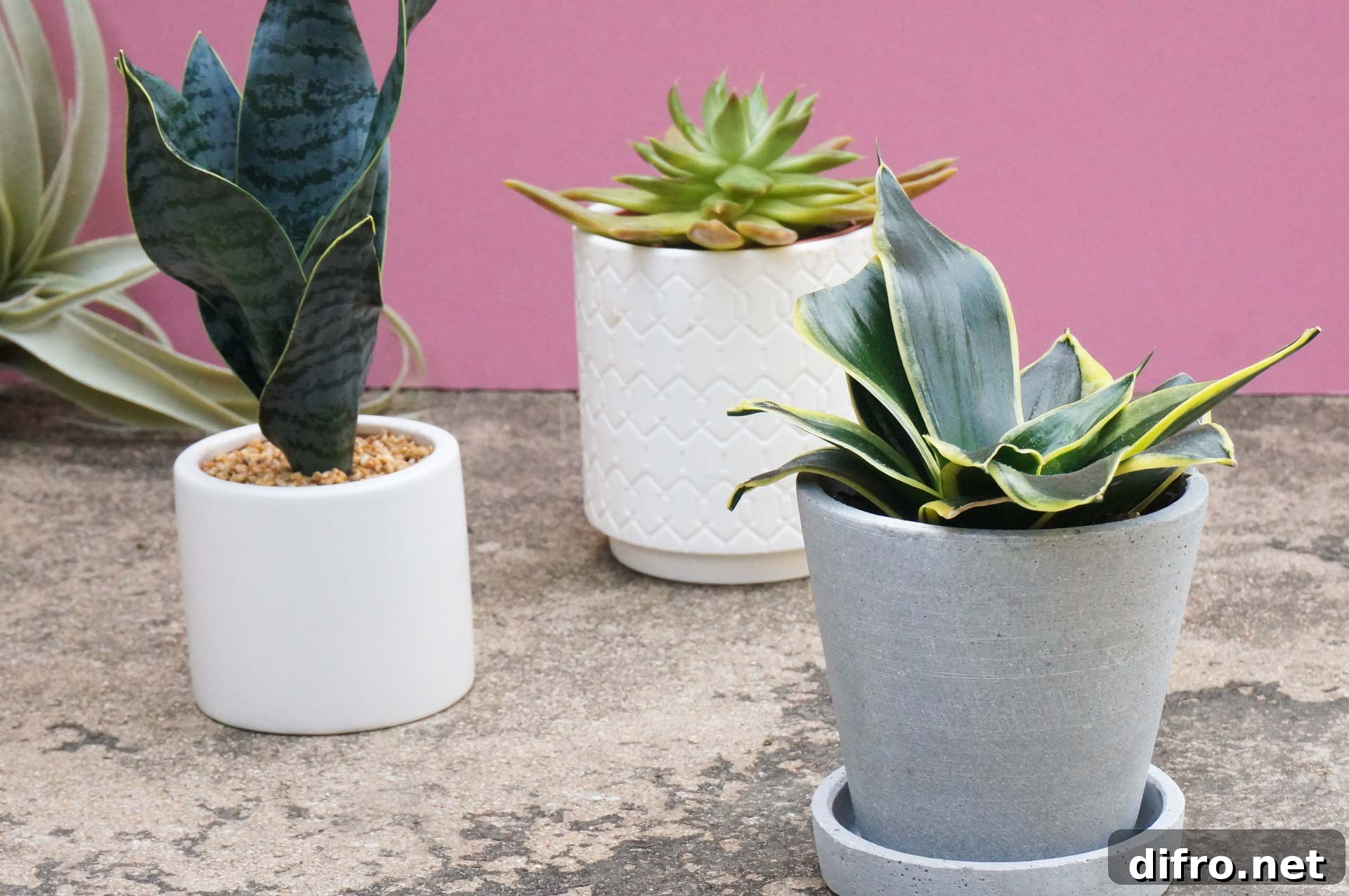 Collection of common houseplants