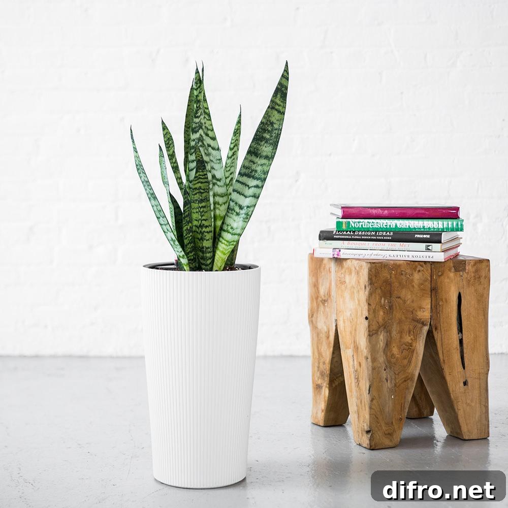 Snake plant in a tall planter