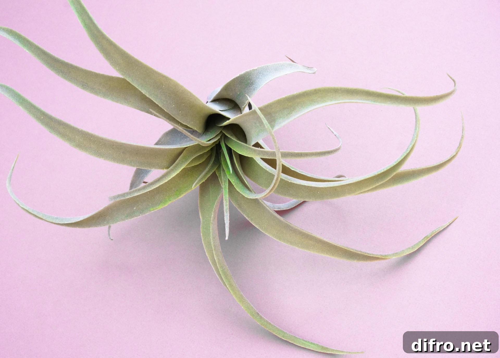 Air plants in decorative display