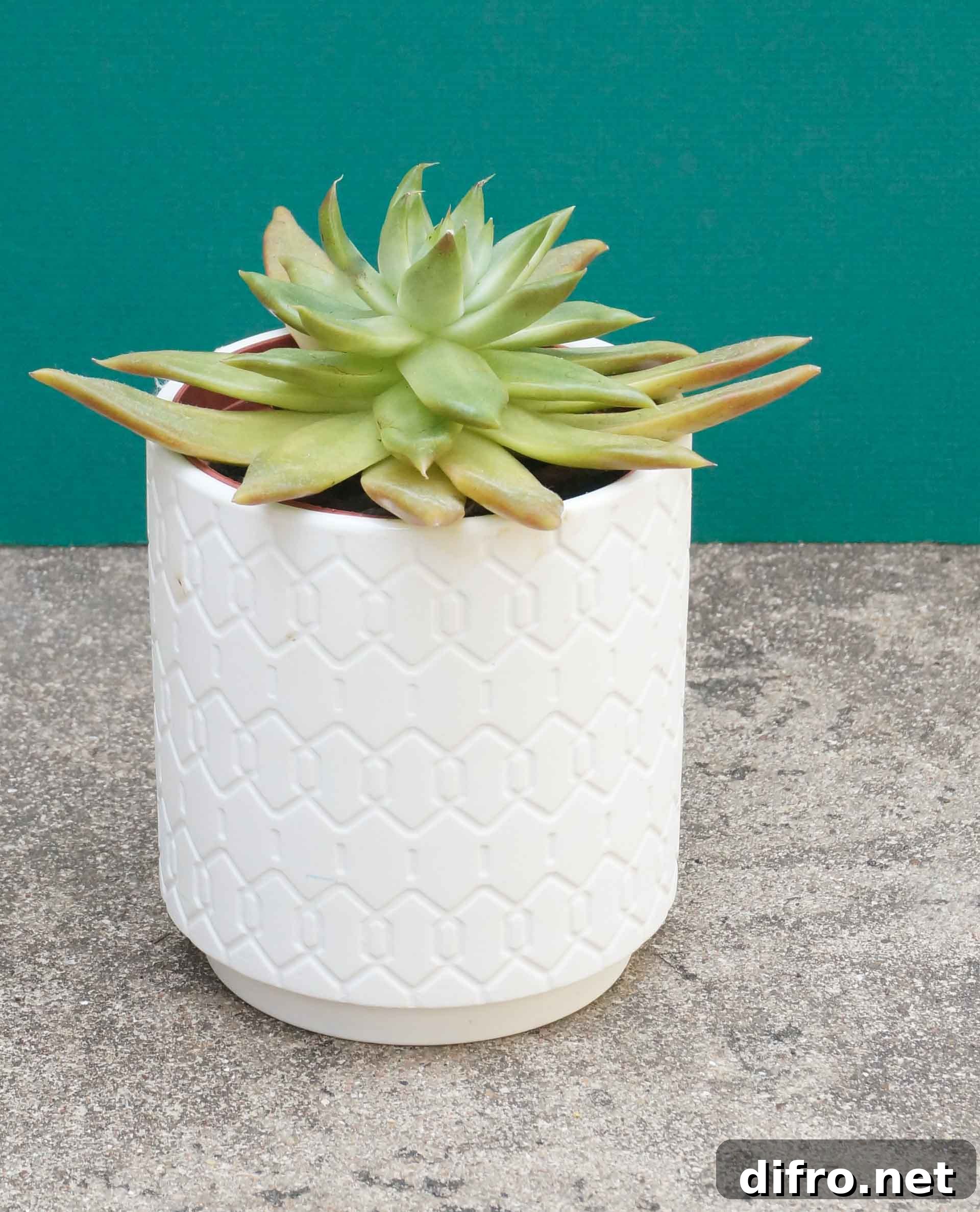 Succulent houseplant in a modern pot