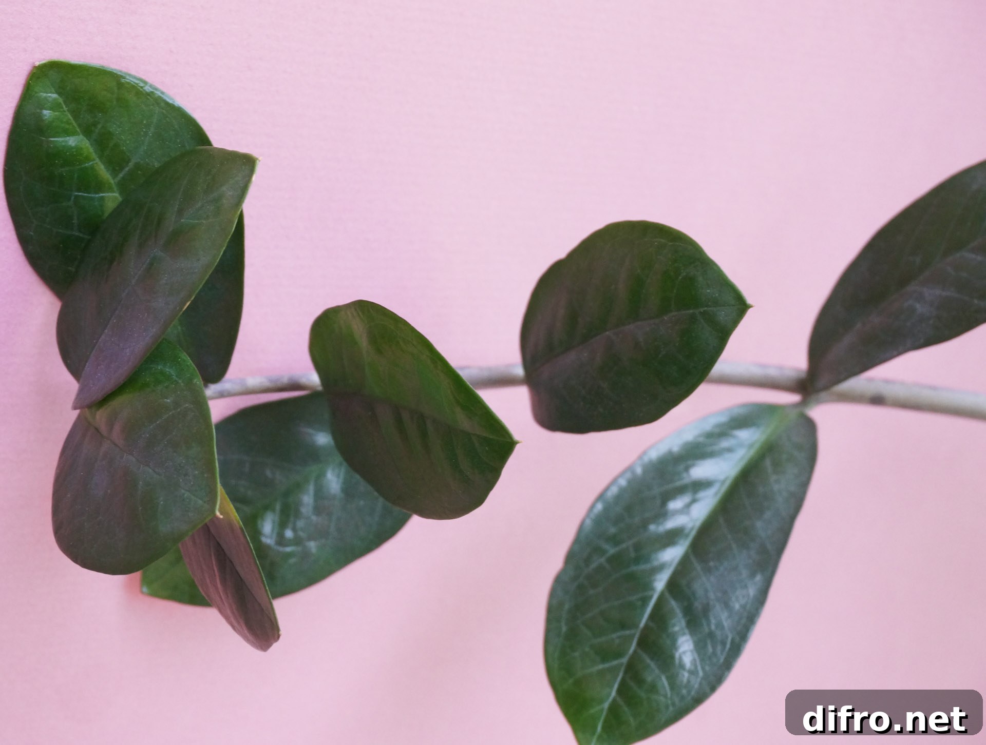 ZZ plant with waxy green leaves