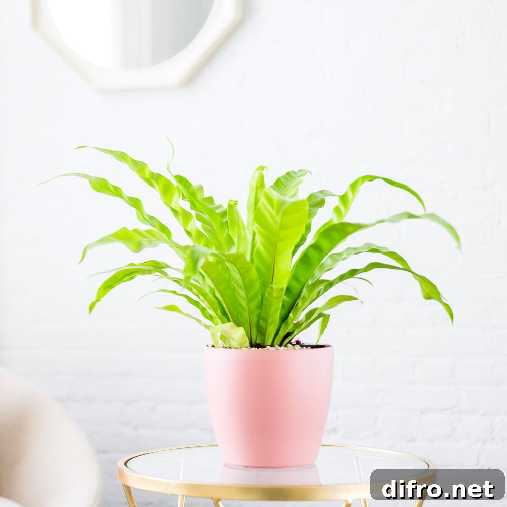 Bird's Nest Fern from a plant shop