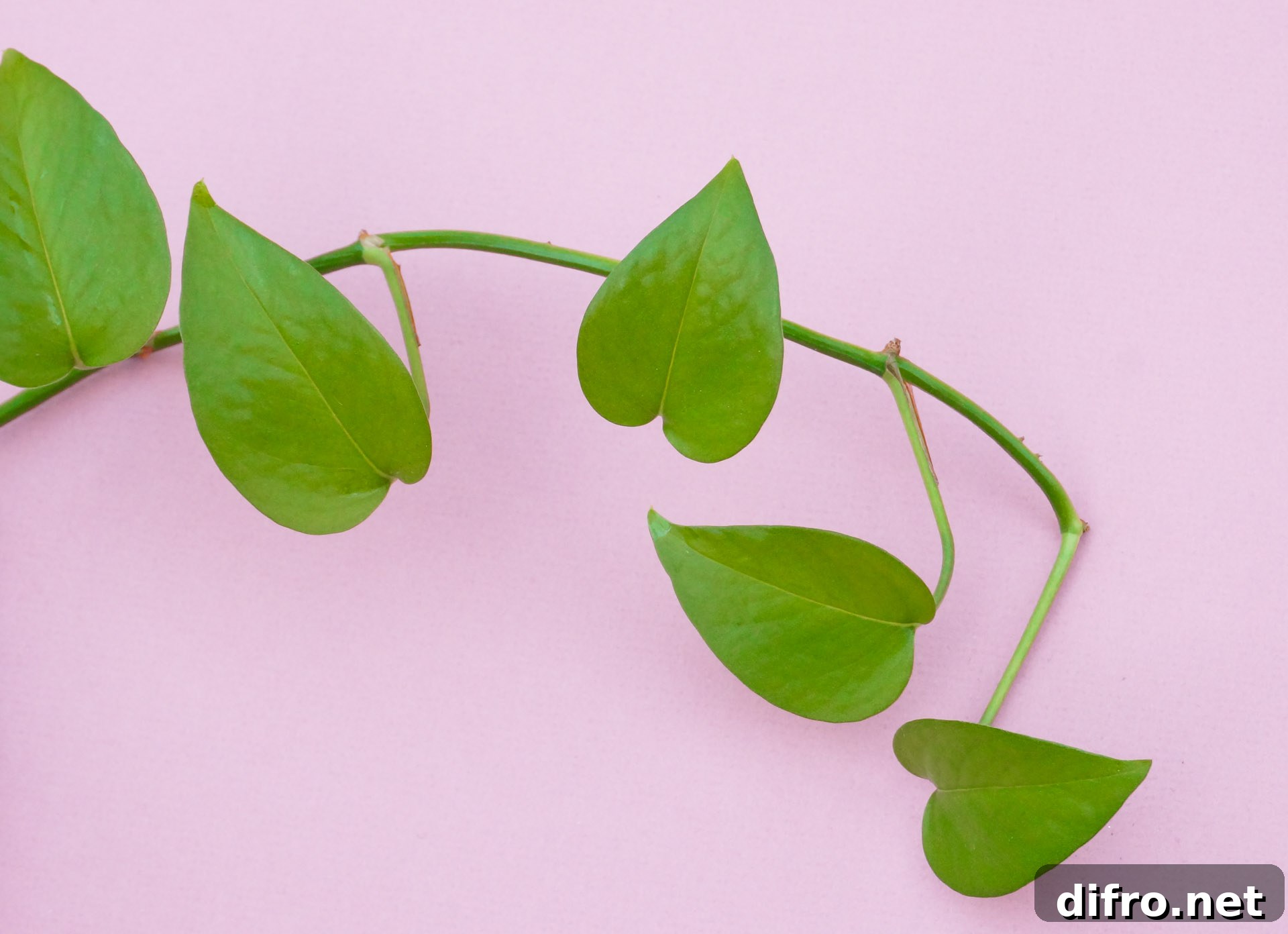 Pothos leaves