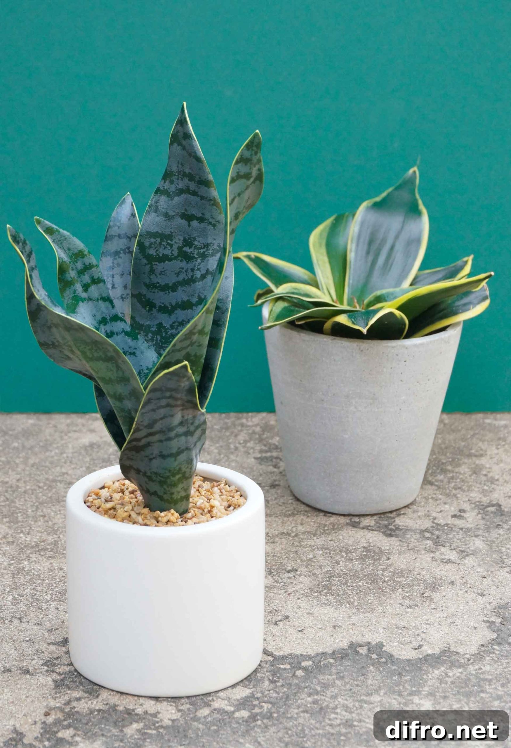Snake plants real and faux