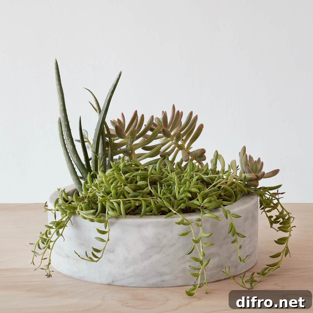 Marble planter with succulents