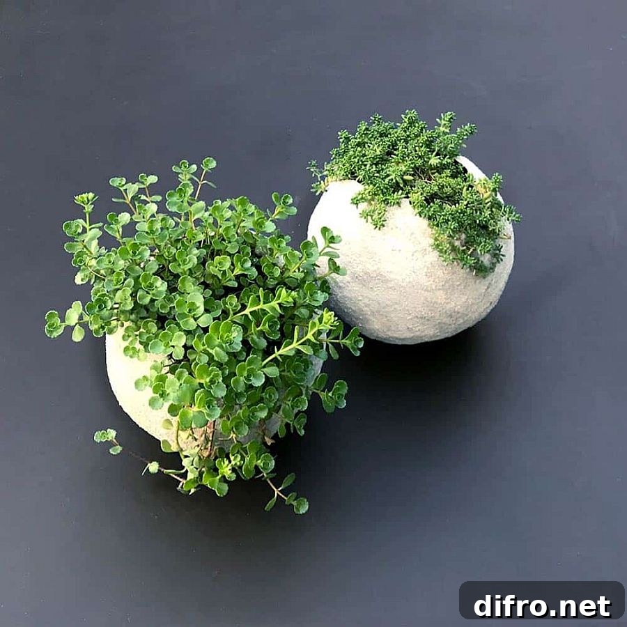 Unique concrete balloon planters