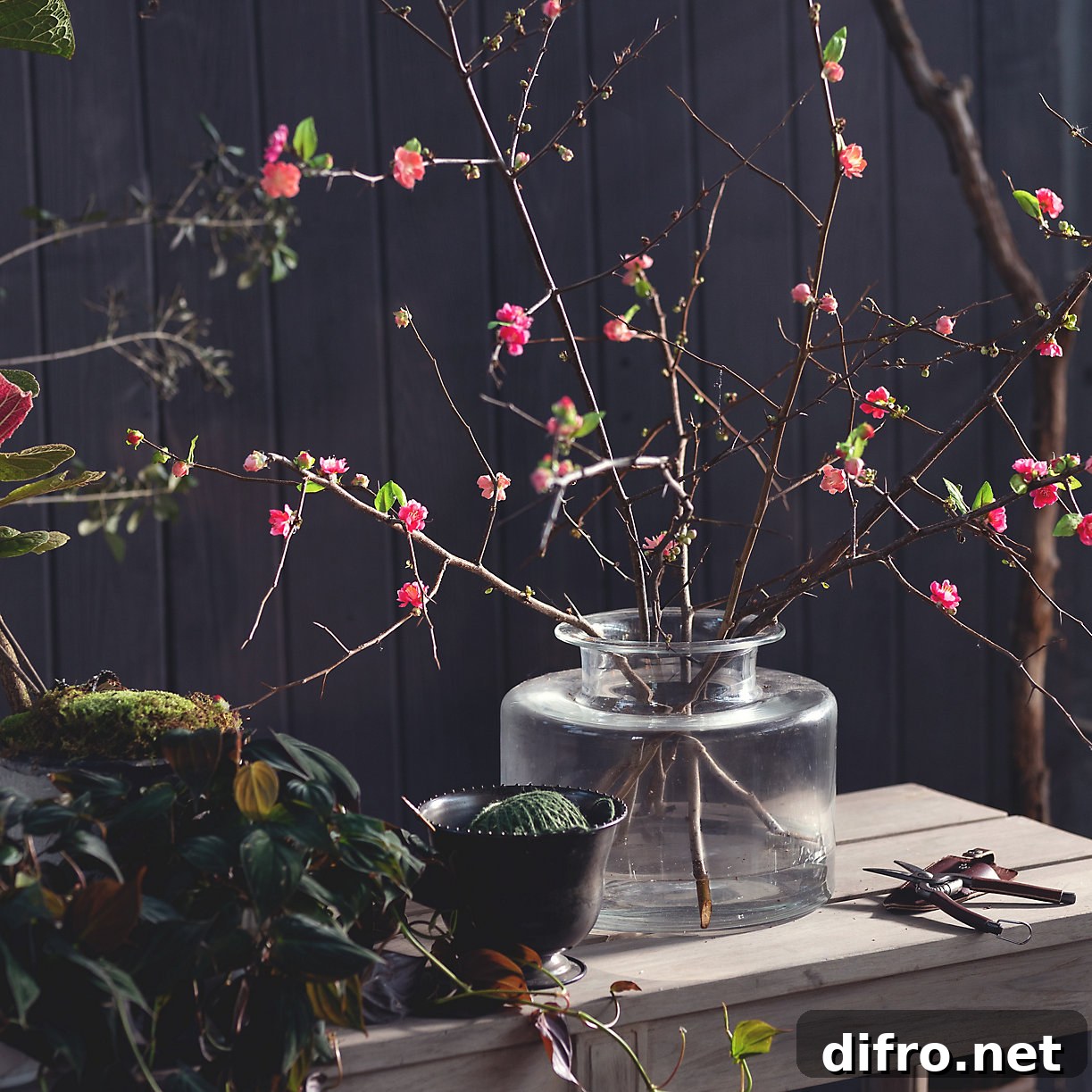 Salmon quince branches in a vase