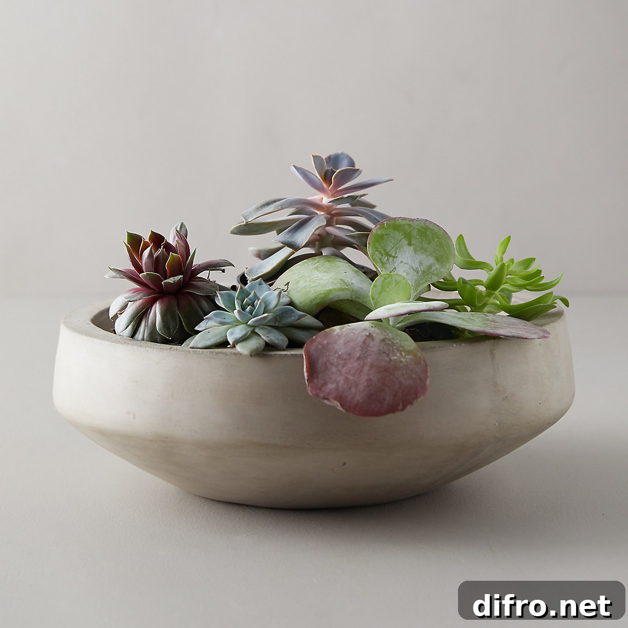 Concrete bowl filled with assorted succulents