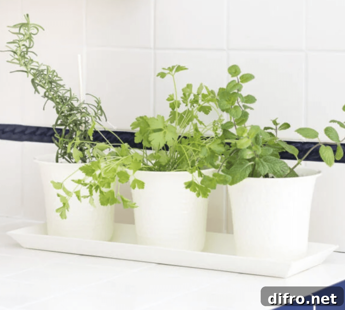 Three white pots with herbs on kitchen counter