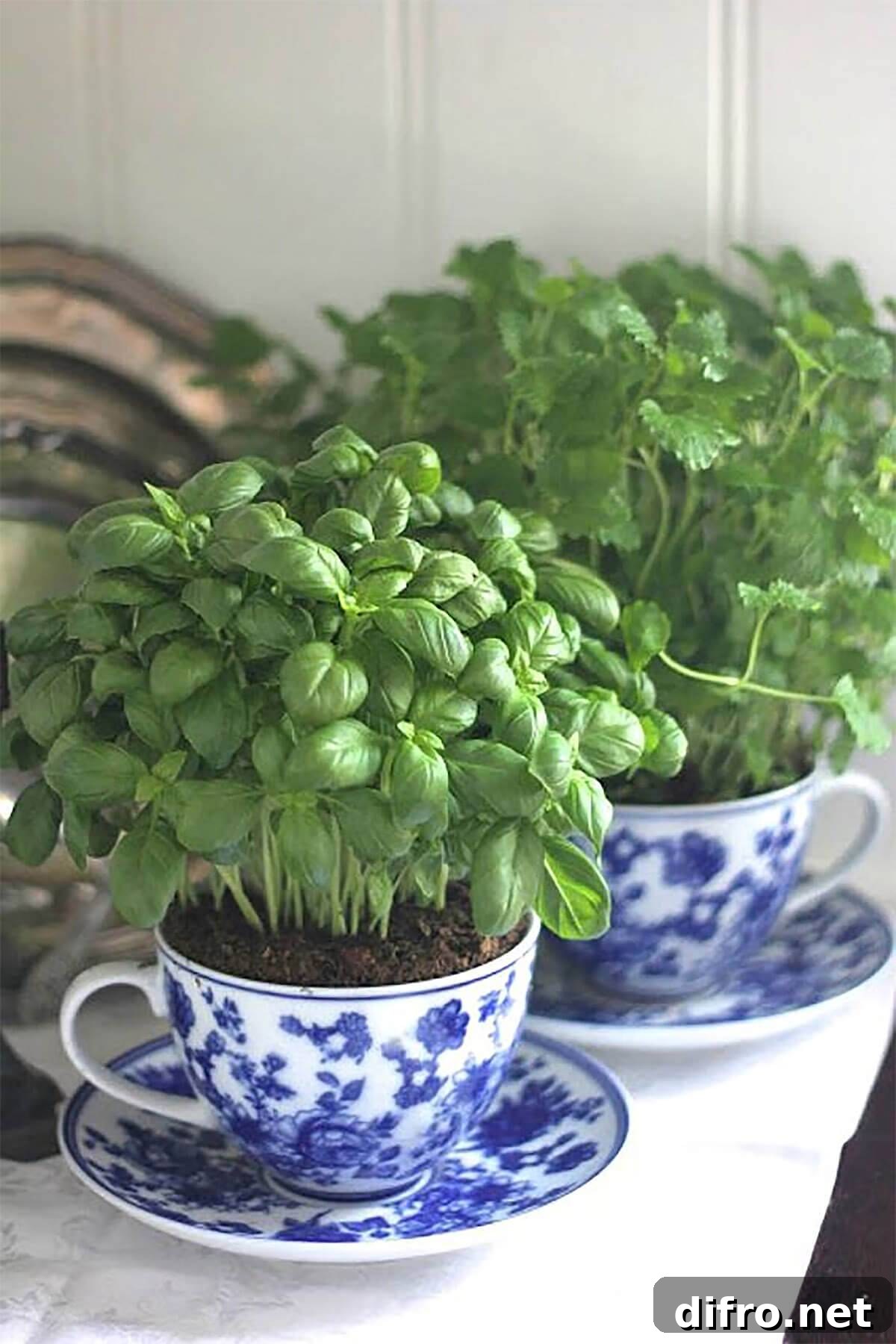 Herbs in a teacup