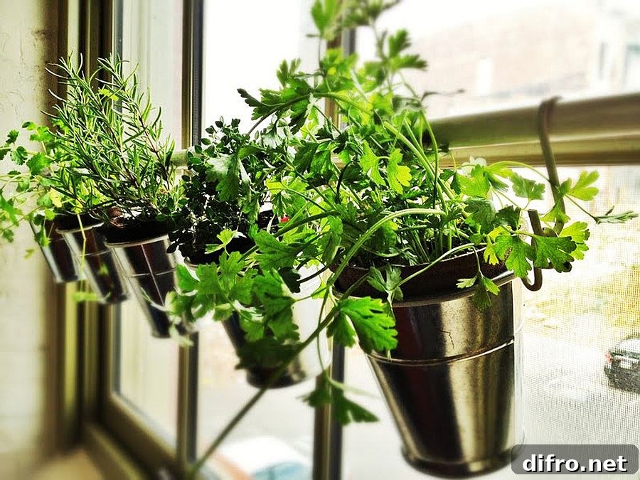 Herbs on a windowsill