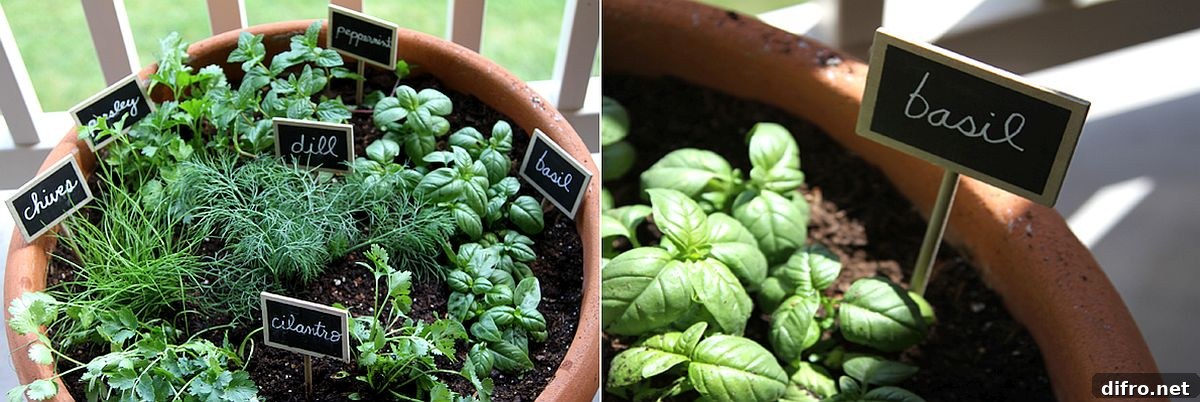 Terracotta pot with labeled herbs
