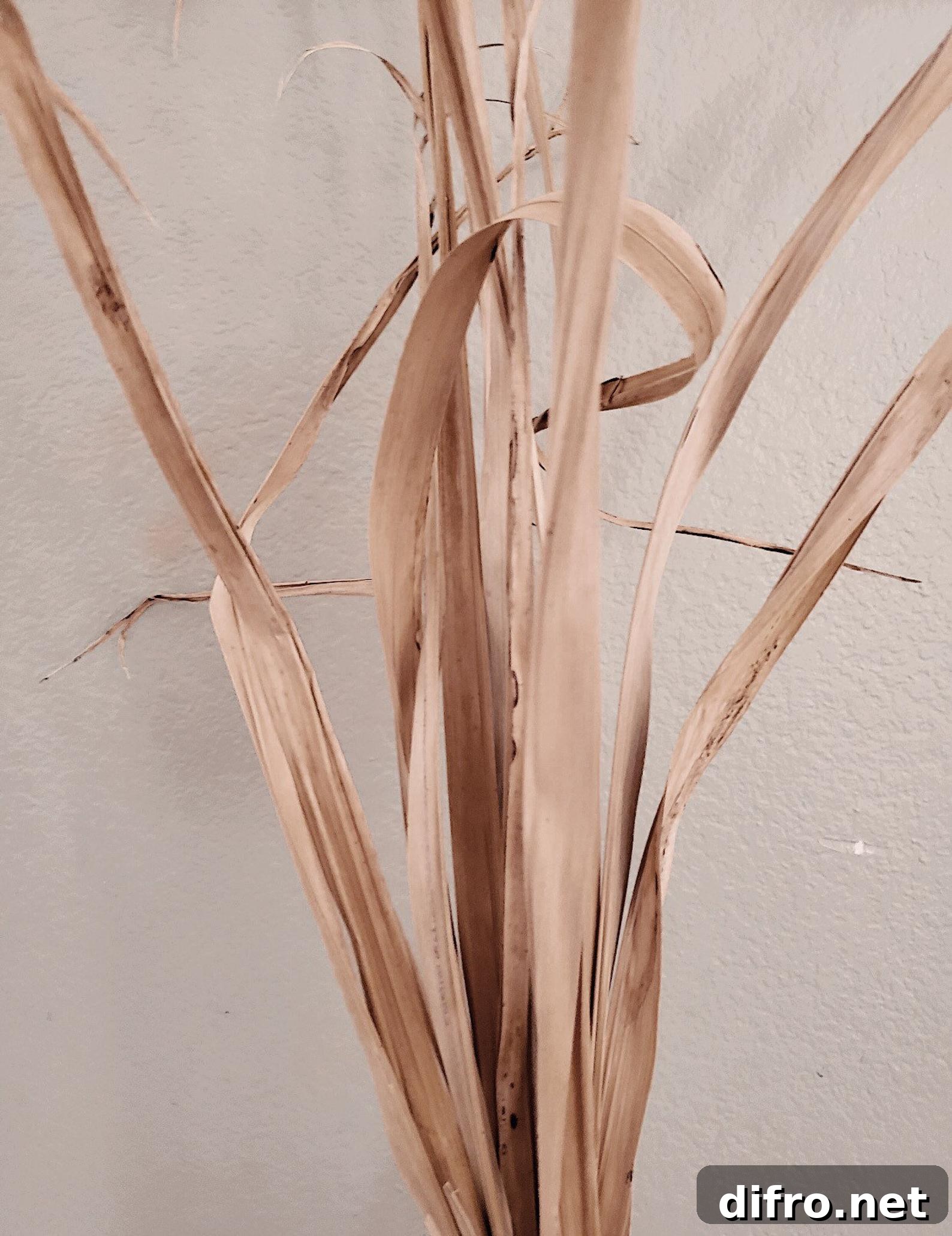 Dried queen palm leaves bundle
