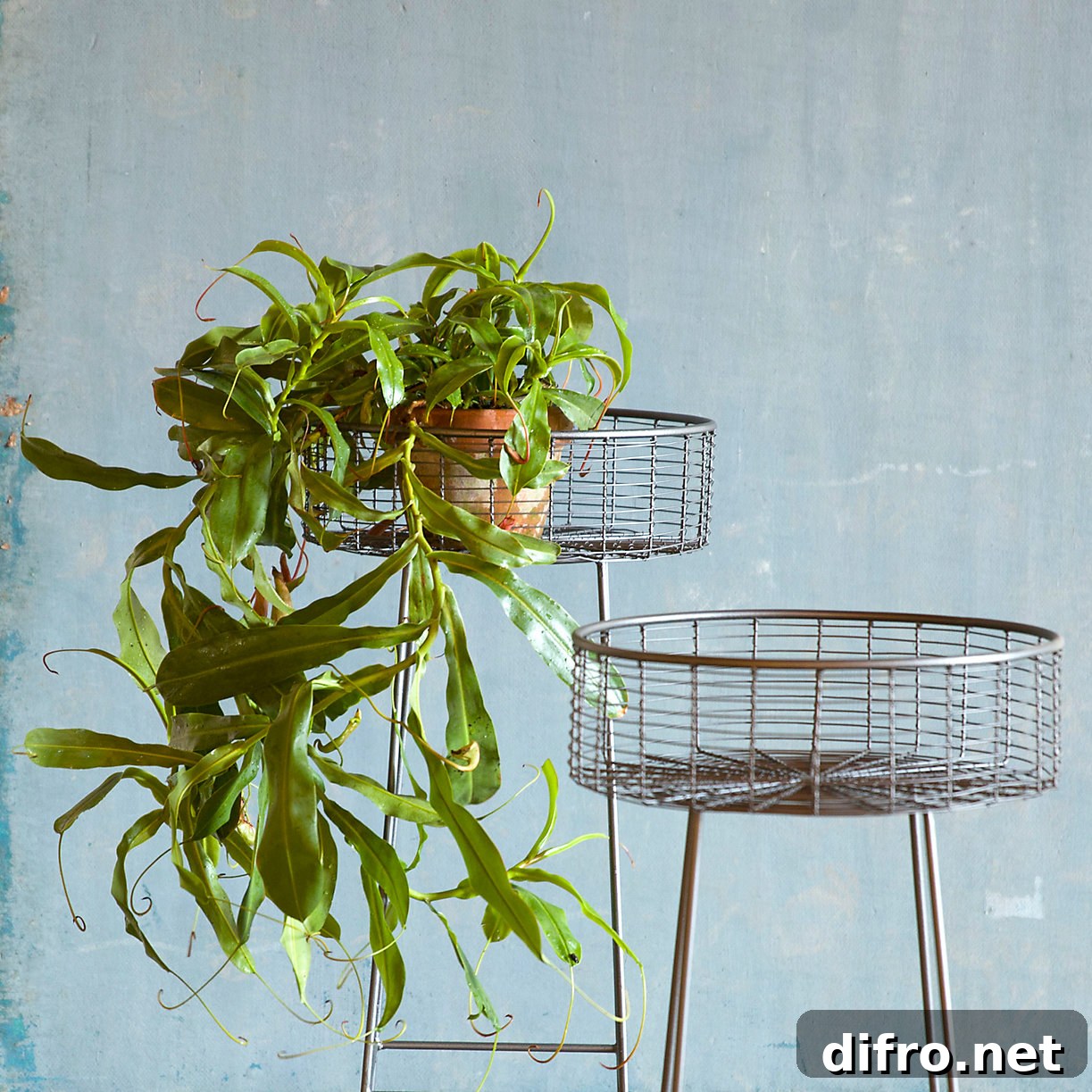 wrought iron round basket plant stand