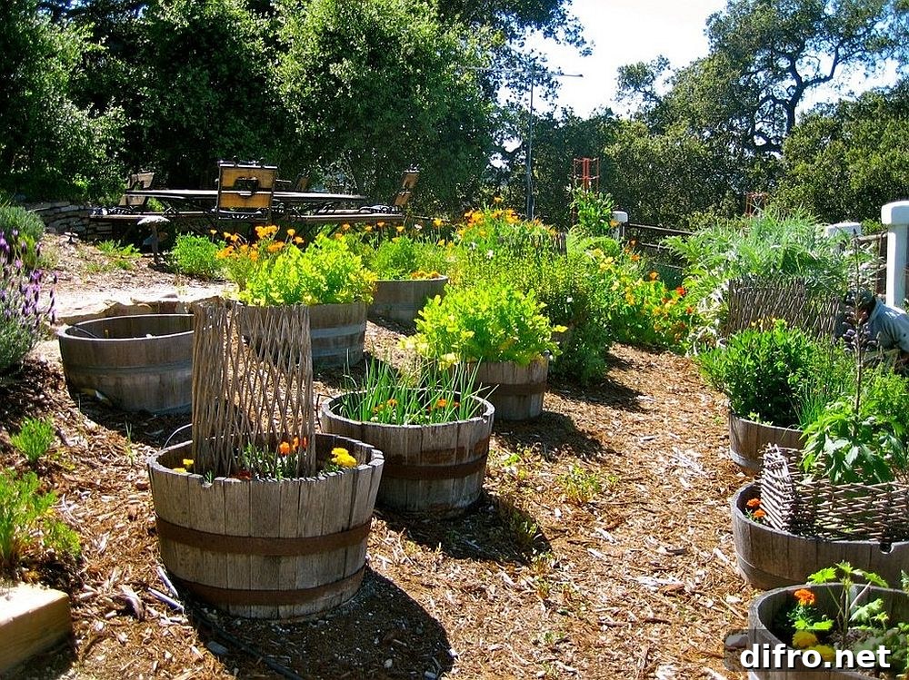 Wine barrels used as planters in a small edible garden