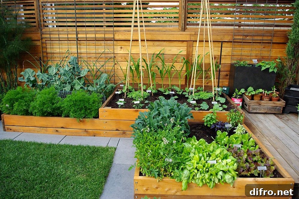 Small contemporary garden with edible plants