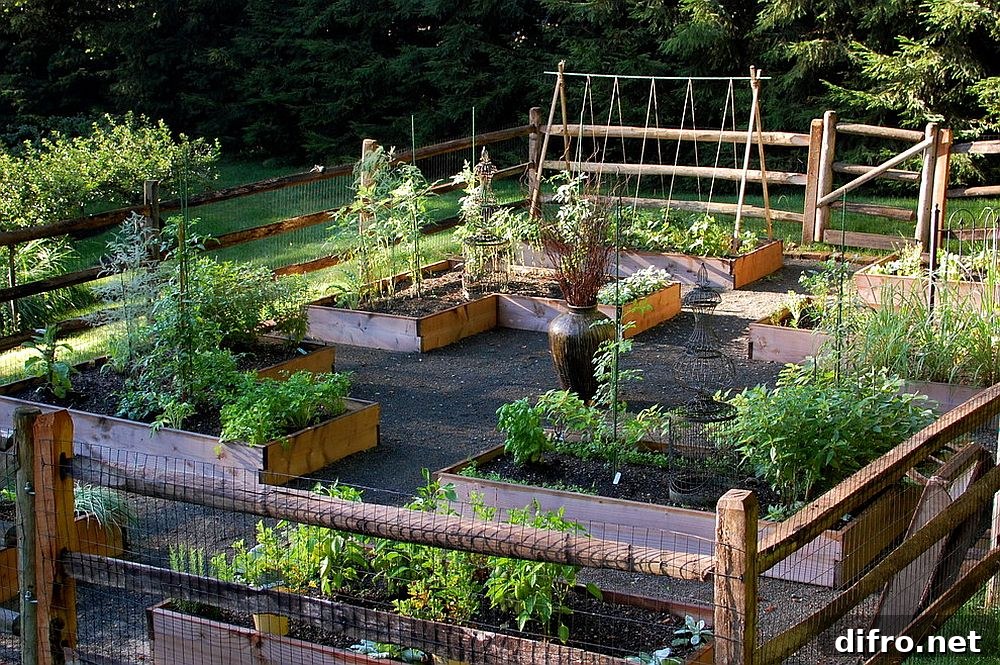 Raised beds and organic soil creating a vegetable garden