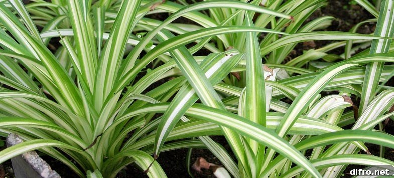 Long striped spider plant leaves