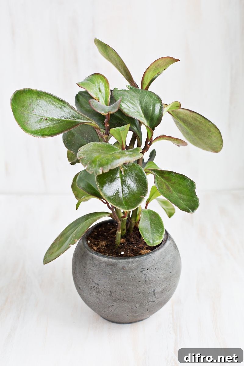 Baby rubber plant